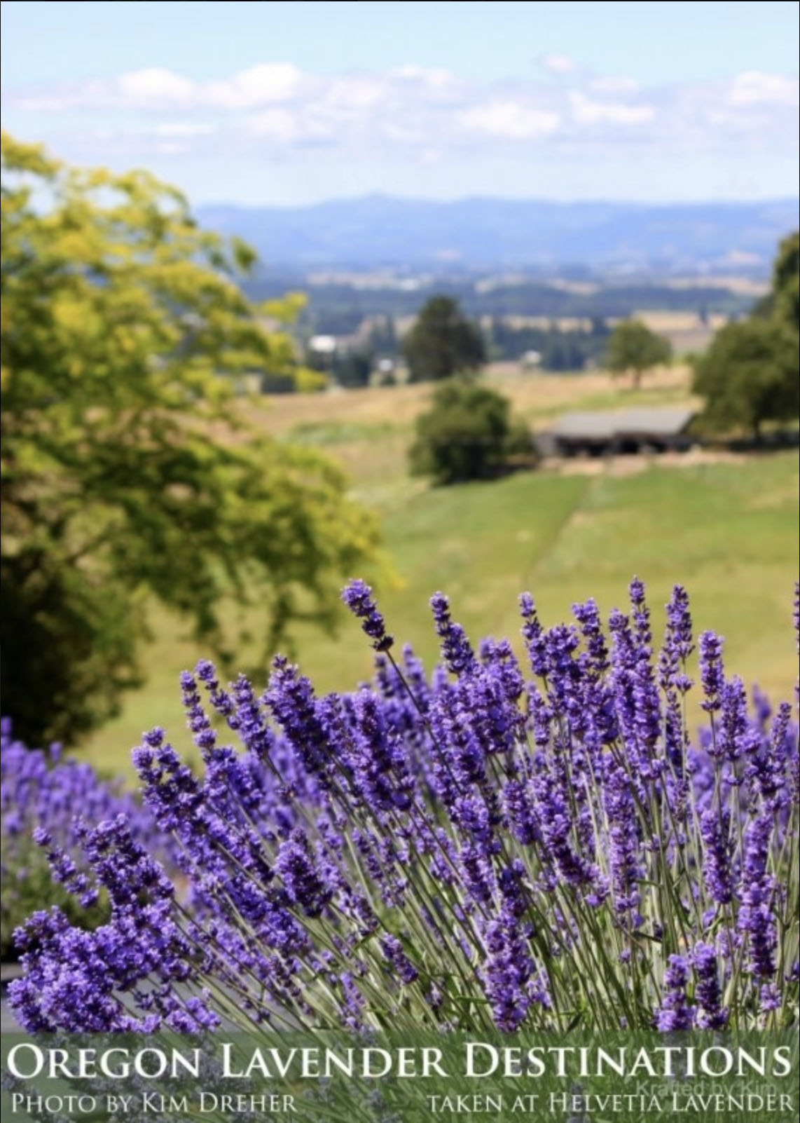 Lavender