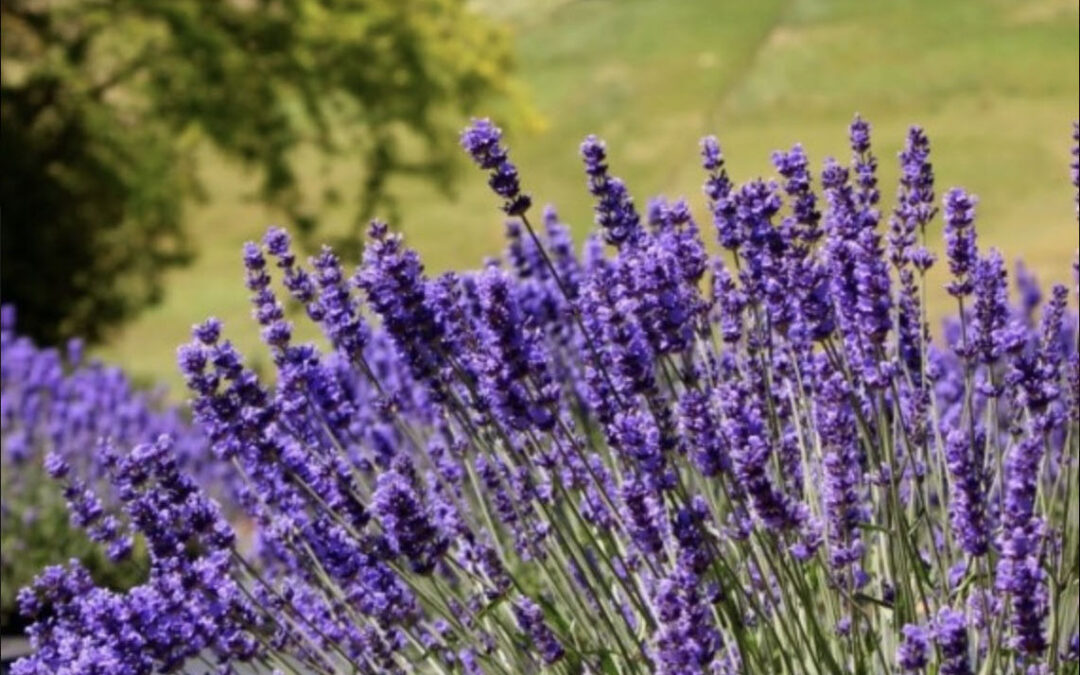 Helvetia Lavender Festival 2026